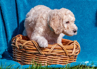 Dog 3