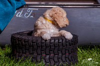 Dog 6