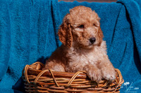 Dog 7